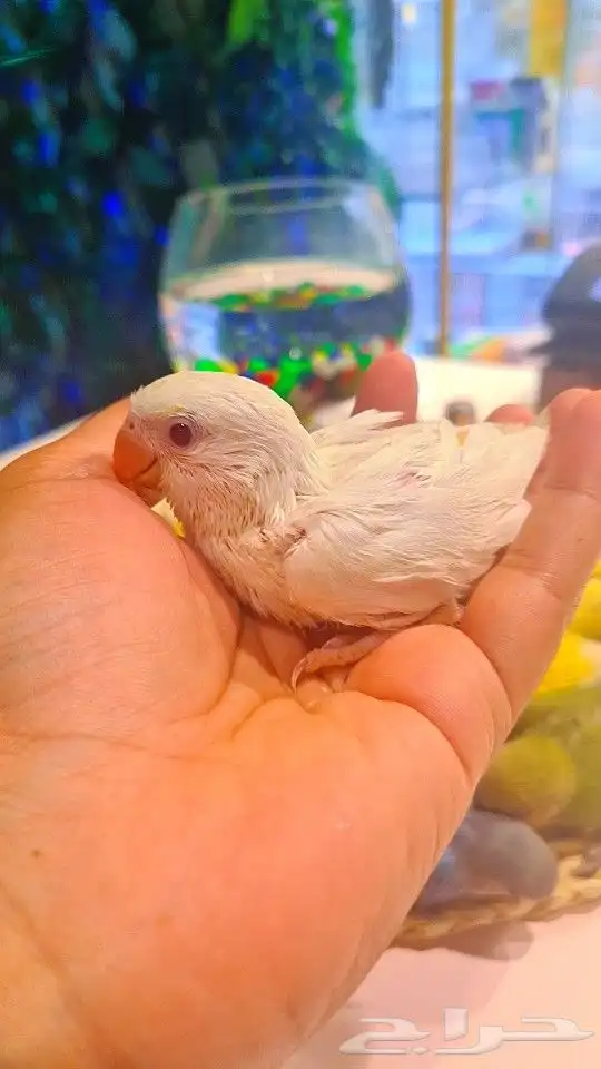 فروخ روز 100 ريال تم البيع 2