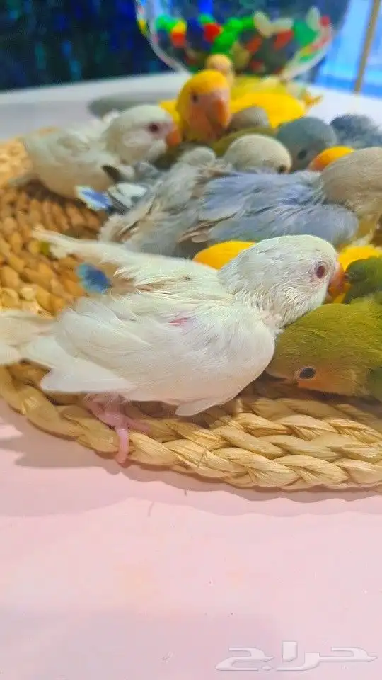 فروخ روز 100 ريال تم البيع 46