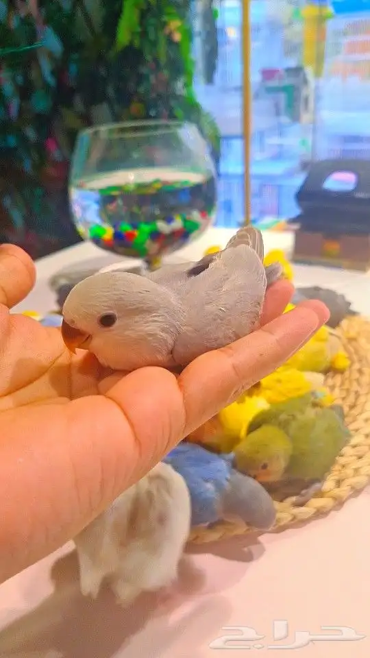 فروخ روز 100 ريال تم البيع 14