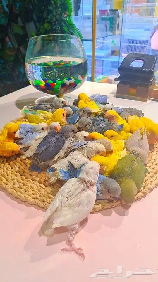 فروخ روز 100 ريال تم البيع 5