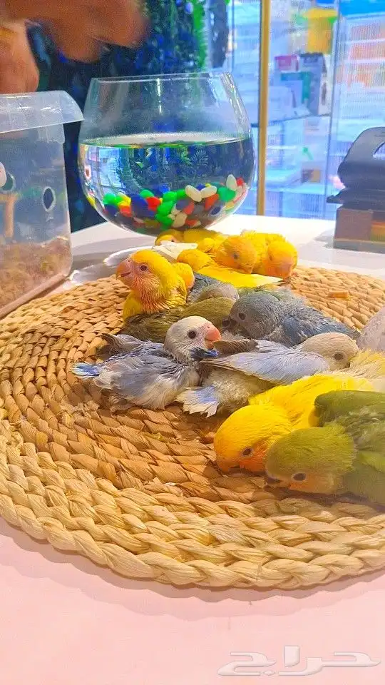 فروخ روز 100 ريال تم البيع 49