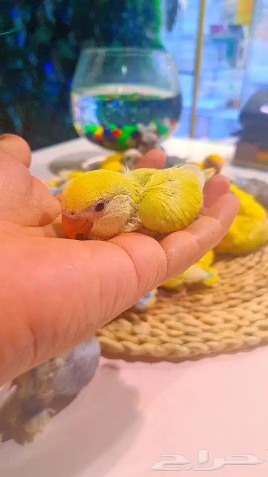 فروخ روز 100 ريال تم البيع 15