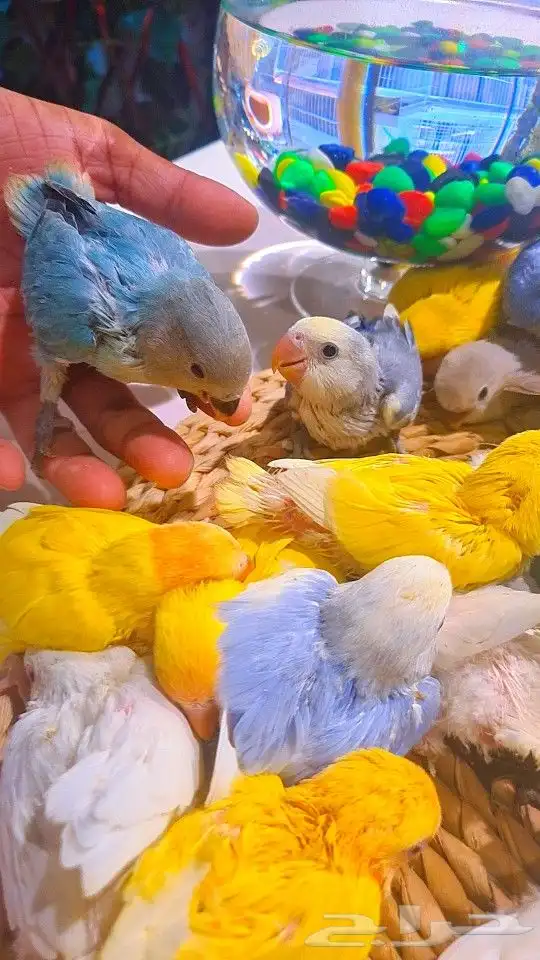 فروخ روز 100 ريال تم البيع 45