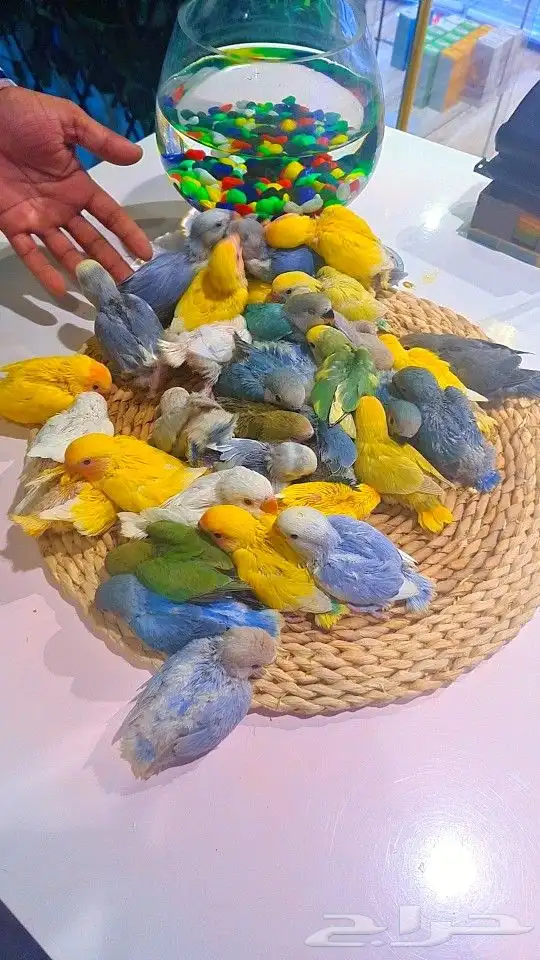 فروخ روز 100 ريال تم البيع 21