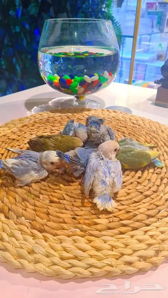 فروخ روز 100 ريال تم البيع 4