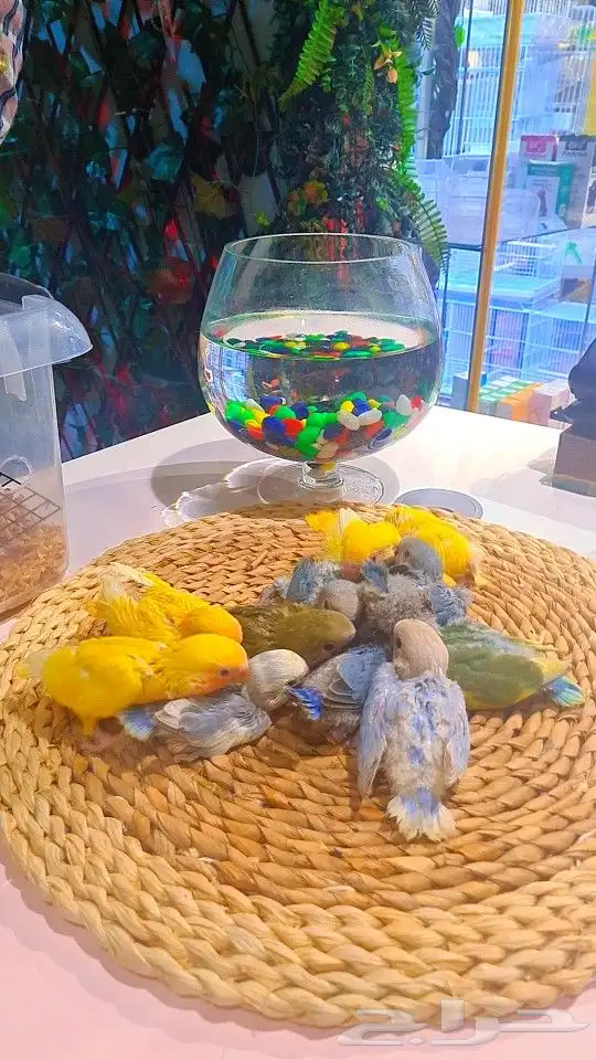 فروخ روز 100 ريال تم البيع 40