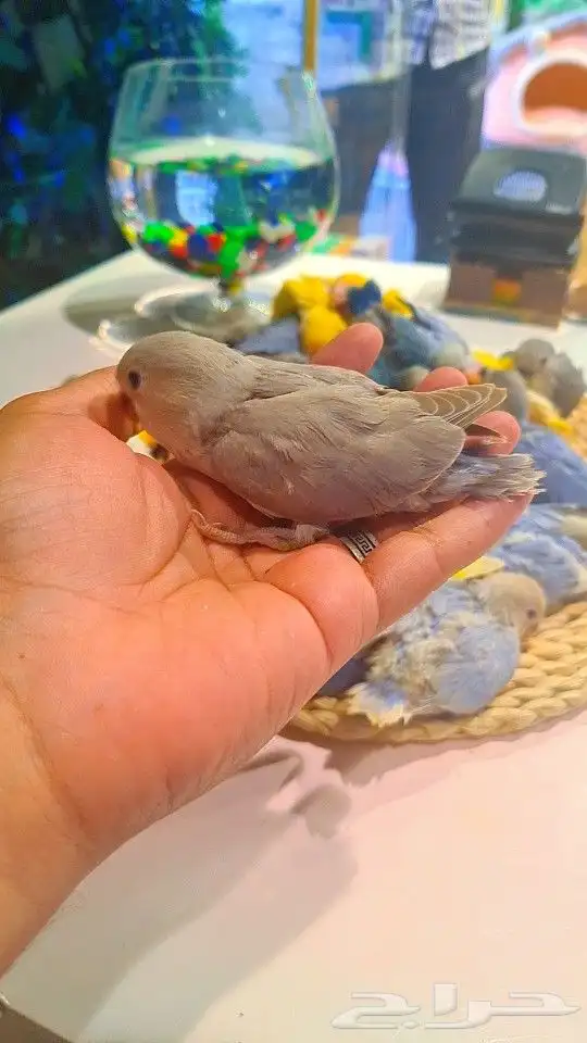 فروخ روز 100 ريال تم البيع 23