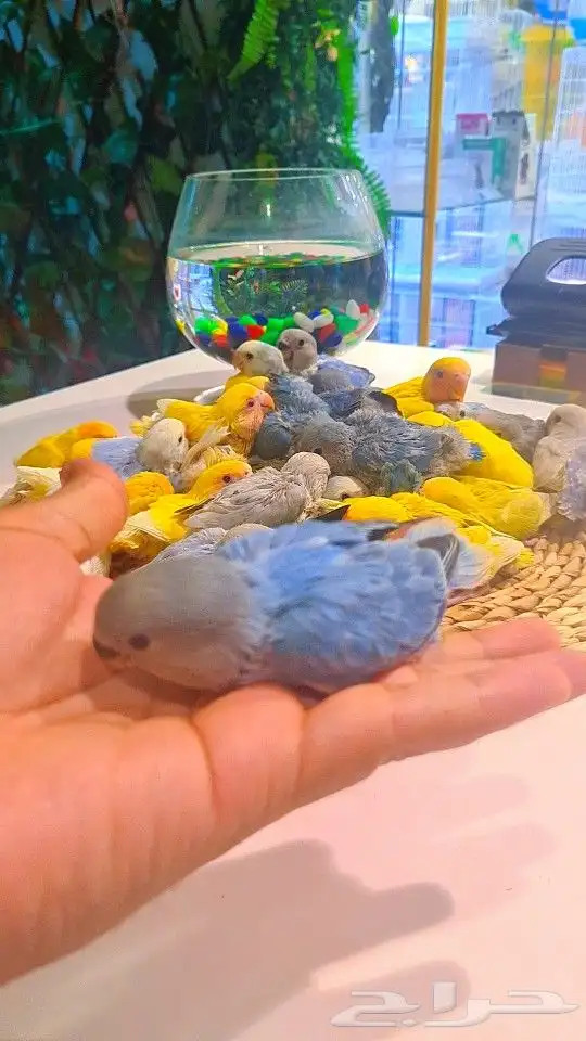 فروخ روز 100 ريال تم البيع 48