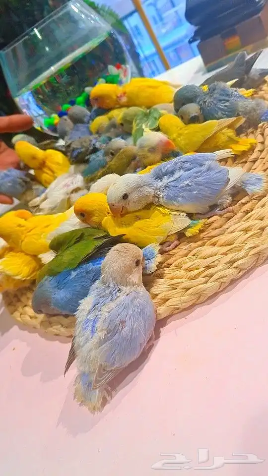 فروخ روز 100 ريال تم البيع 25