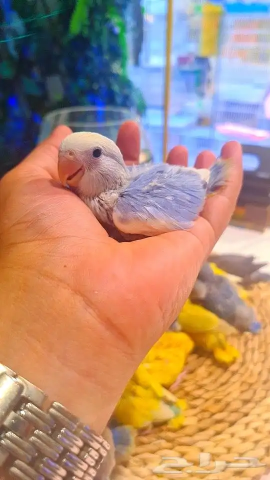 فروخ روز 100 ريال تم البيع 24