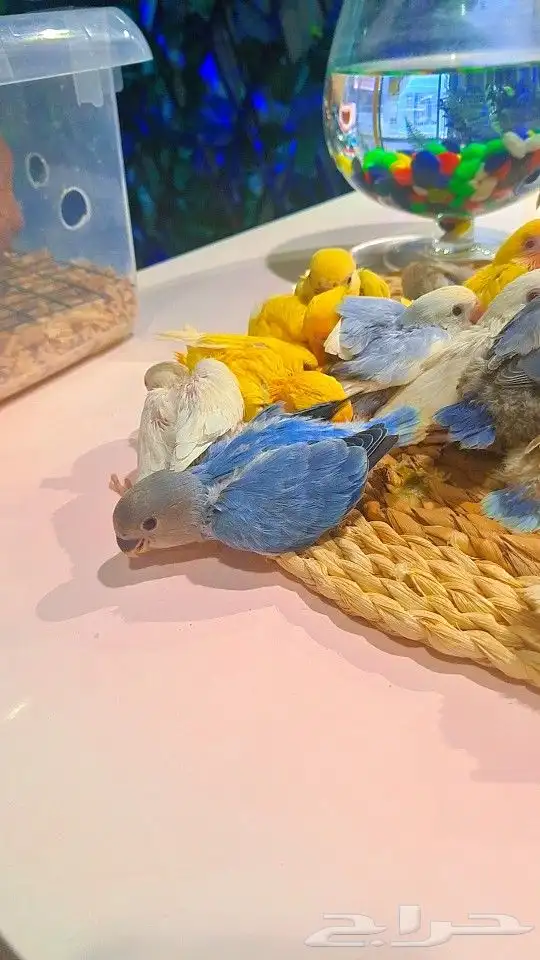 فروخ روز 100 ريال تم البيع 39