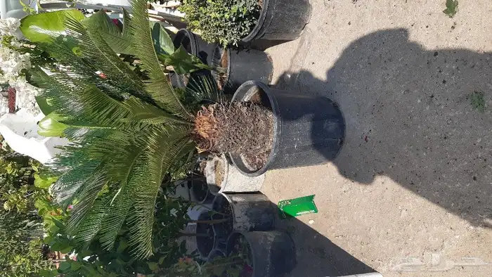 تنسيق الحدائق والشلالات والنوافير والمظلات 12