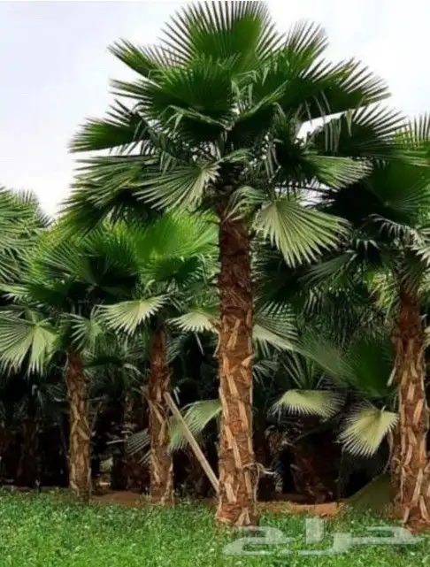 نخل وشنطني 6