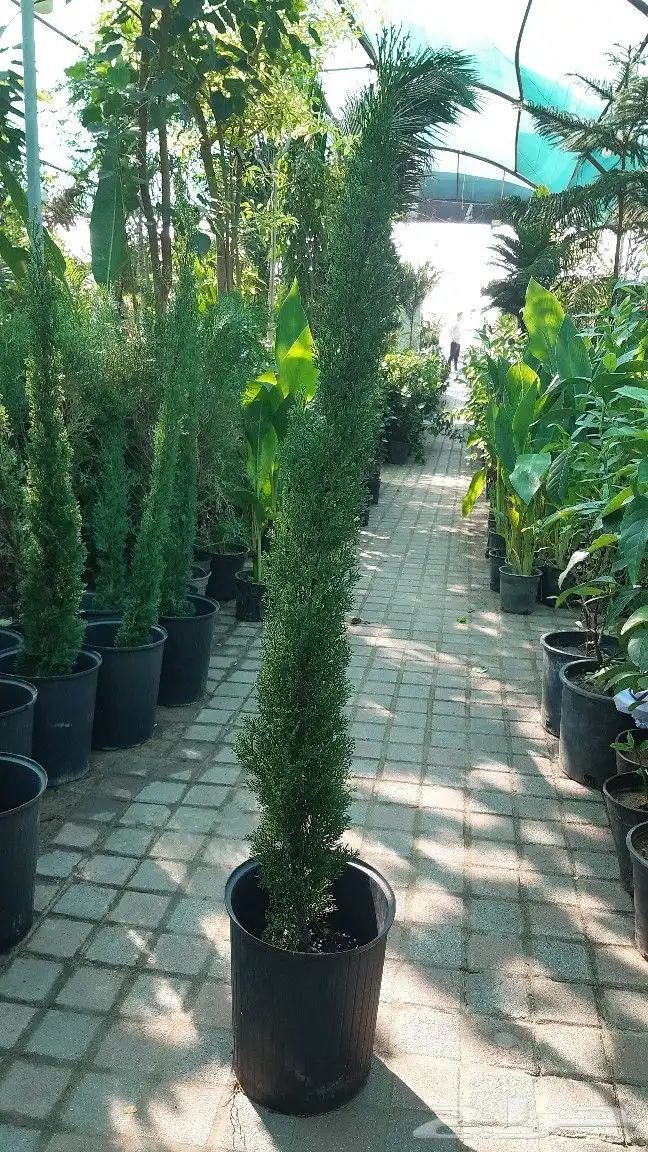 تنسيق الحدائق والشلالات والنوافير والمظلات 10