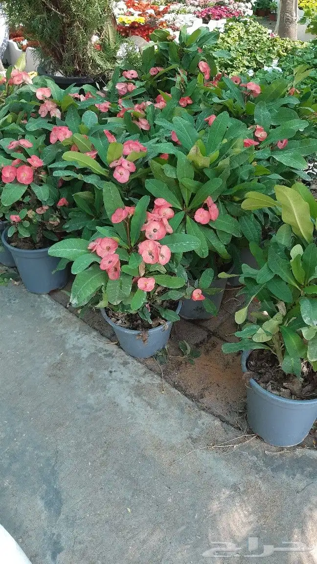 تنسيق الحدائق والشلالات والنوافير والمظلات 11