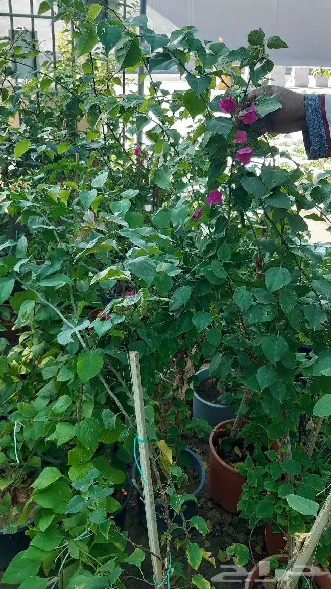 تنسيق الحدائق والشلالات والنوافير والمظلات 13