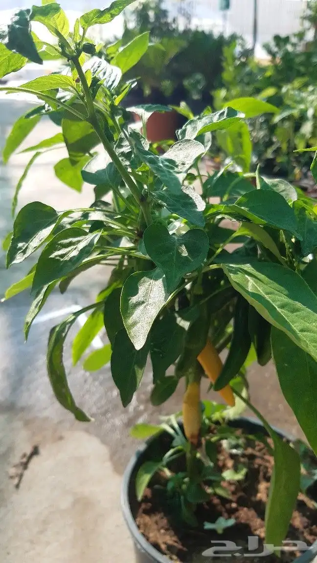 تنسيق الحدائق والشلالات والنوافير والمظلات 16