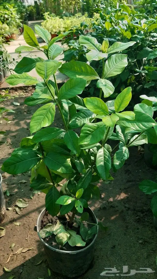 تنسيق الحدائق والشلالات والنوافير والمظلات 14