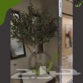 زيتون صناعي 4