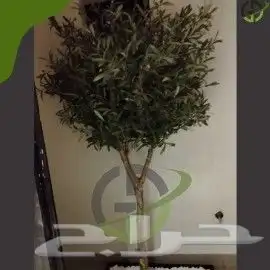 زيتون صناعي 1