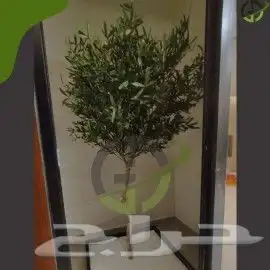 زيتون صناعي 8