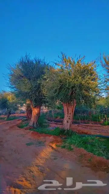 أشجار زيتون 5