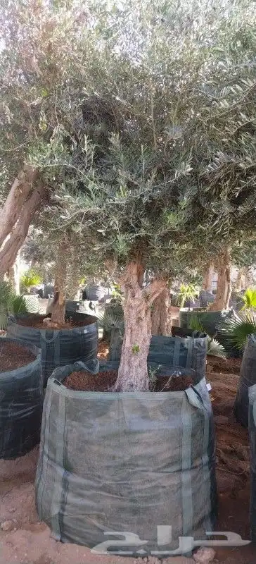 أشجار زيتون 4