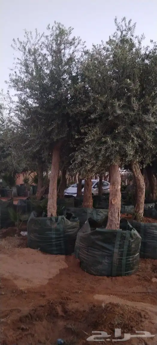 أشجار زيتون 1