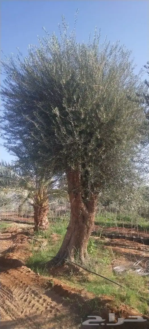 أشجار زيتون 9