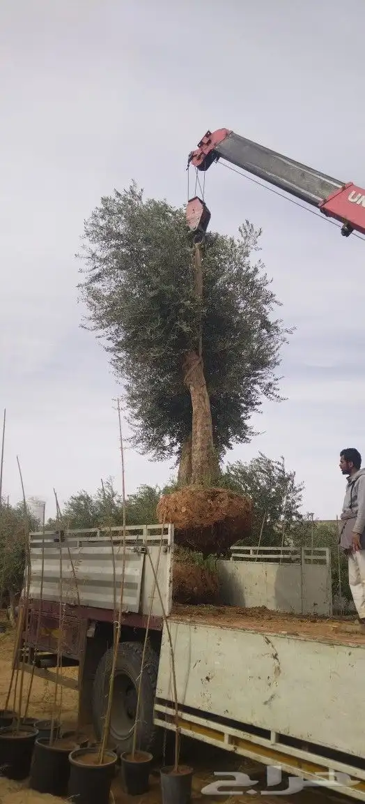 أشجار زيتون 6