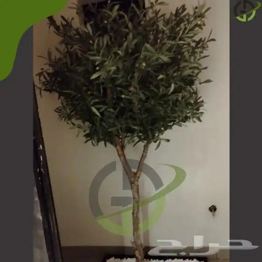 زيتون صناعي 5
