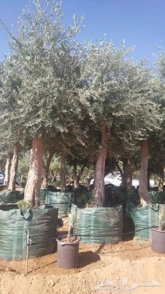 أشجار زيتون 0