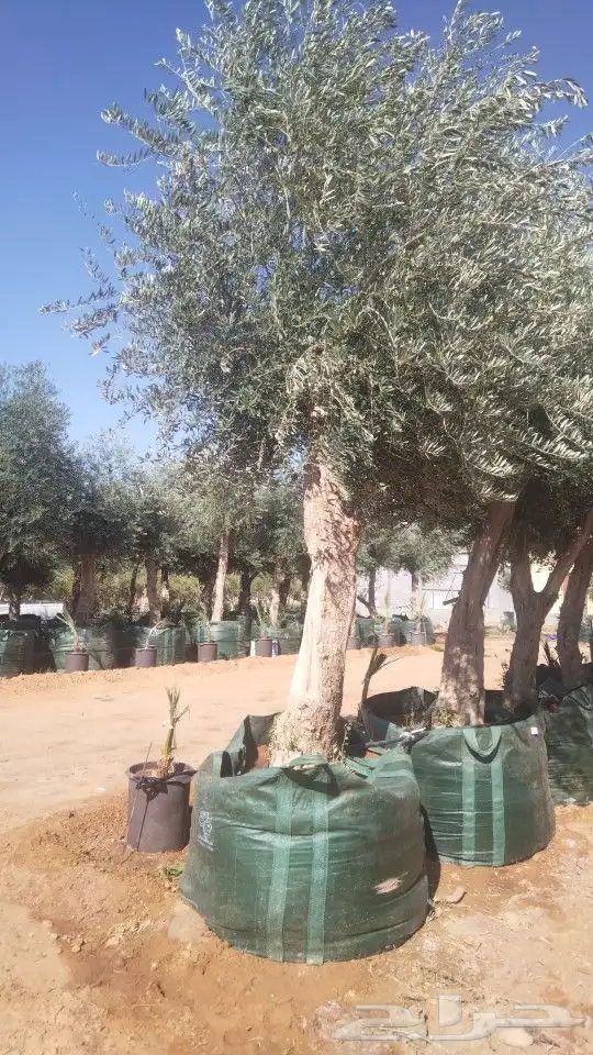أشجار زيتون 2