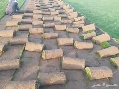 للبيع نجيلاة طبيعي 0