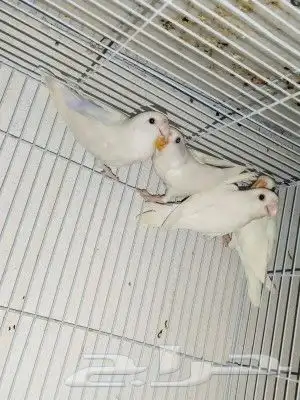 زوج روز البينو بفروخه 1