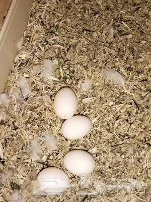 زوج روز البينو بفروخه 5