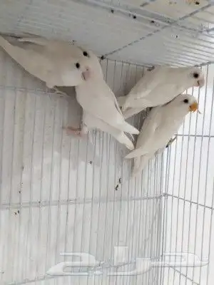 زوج روز البينو بفروخه 3