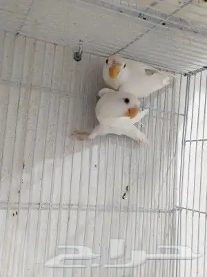 زوج روز البينو بفروخه 2