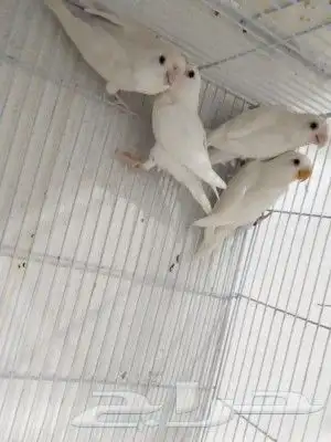 زوج روز البينو بفروخه 4