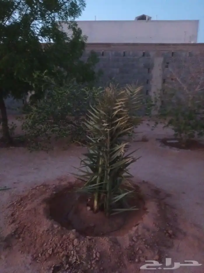 تركيب شبوك 1