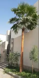 نخل للبيع - توريدجميع النخيل 6
