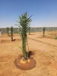 نخل للبيع - توريدجميع النخيل 2