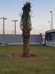 نخل للبيع - توريدجميع النخيل 3
