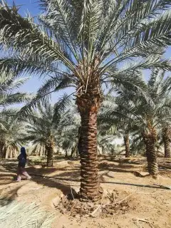 نخل للبيع - توريدجميع النخيل 0