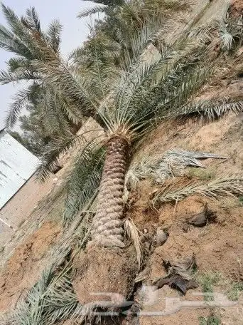نخل للبيع - توريدجميع النخيل 4
