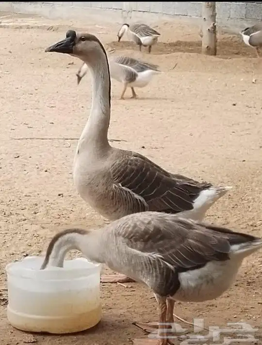 جوز وز عراقي اصيل الكوبرا 4