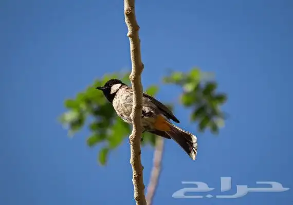 مصور فوتوقرافي محترف 18