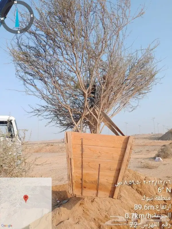 نخيل وأشجار وشبوك ومضلات 3