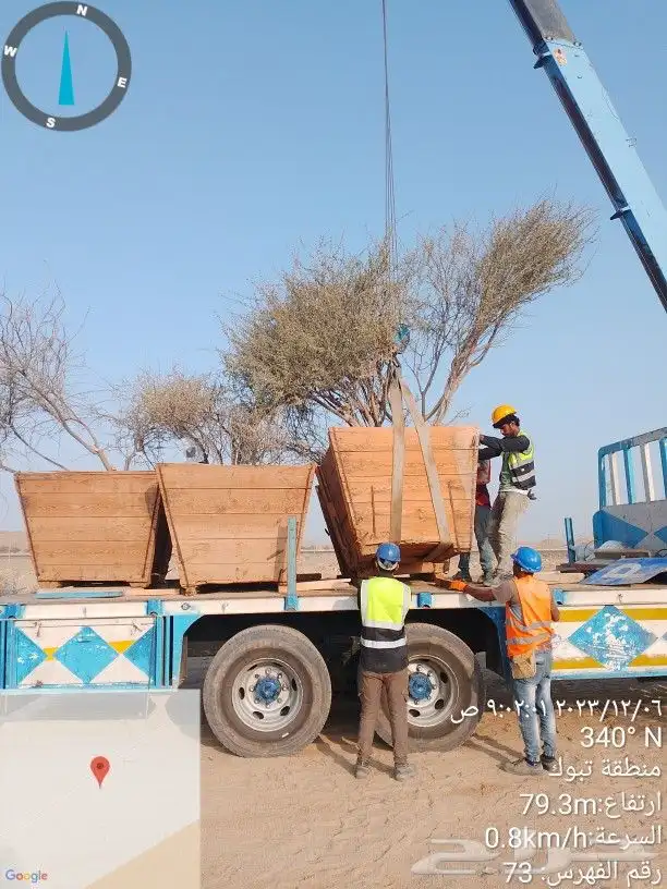 نخيل وأشجار وشبوك ومضلات 9