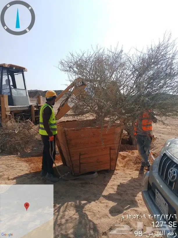 نخيل وأشجار وشبوك ومضلات 1